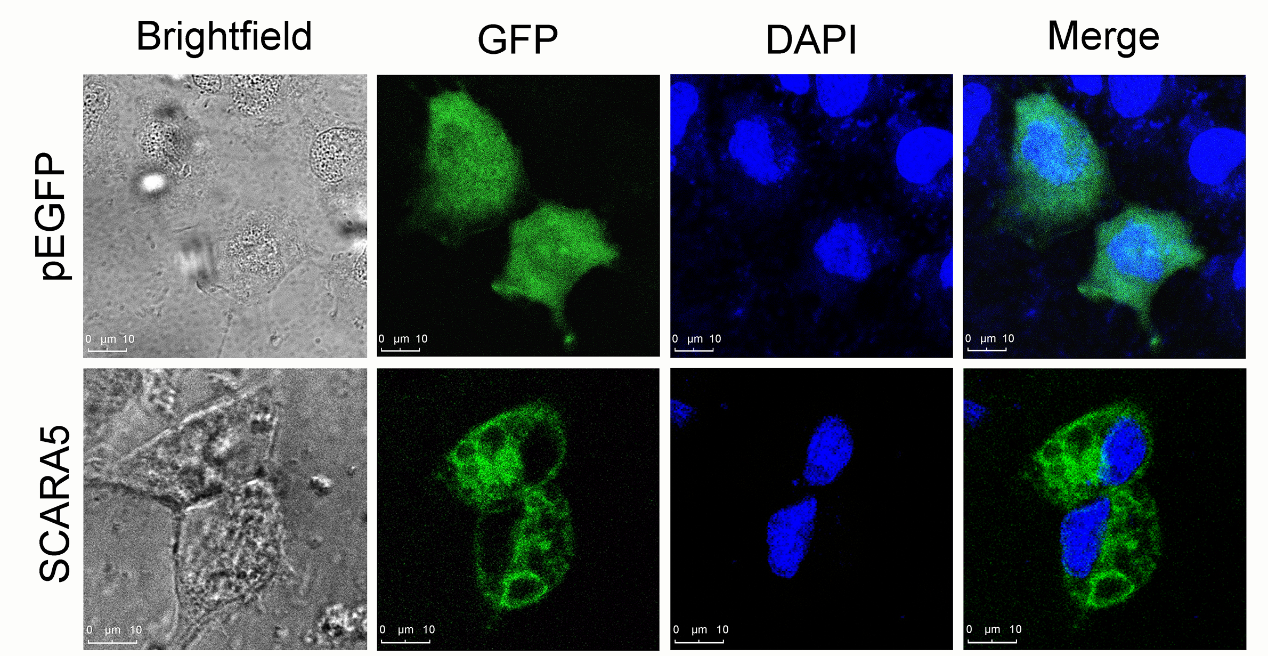 《Developmental and Comparative Immunology》发表浙江海洋大学海洋生物种质资源室刘慧慧老师最新研究成果